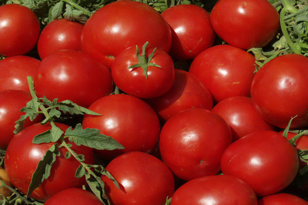 ۴۴تن گوجه فرنگی قاچاق کشف شد/توزیع محصولات بین زلزله زدگان