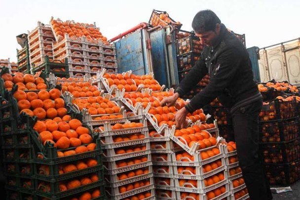 گران شدن پرتقال در پی ذخیره سازی میوه