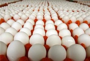عرضه تخم مرغ ۱۱۰۰ تومان زیر نرخ تمام شده است