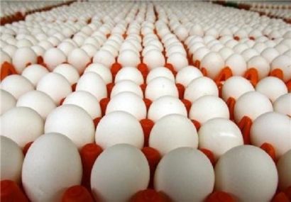 عرضه تخم مرغ ۱۱۰۰ تومان زیر نرخ تمام شده است