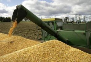 کاهش جهانی قیمت گندم و ذرت