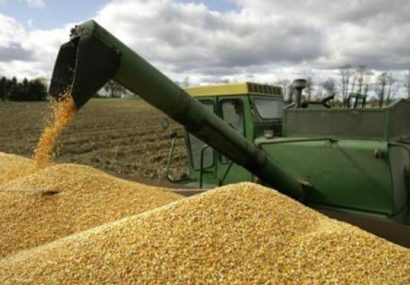 کاهش جهانی قیمت گندم و ذرت