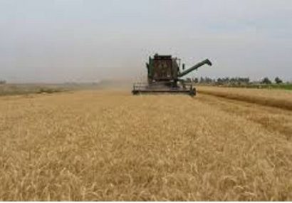امسال تولید گندم بیش از مصرف است