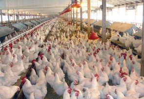 قیمت تمام شده تولید مرغ در حال حاضر حدود ۹۵۰۰ تومان است