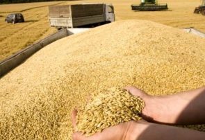 پیش‌بینی افزایش ۱.۲ میلیون تنی تولید گندم در سال ۹۸