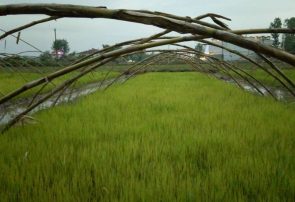 تولید ۲.۵ میلیون تن برنج امسال در کشور