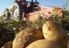 آسیب جدی به تولید ملی کشور با برداشت زودهنگام سیب‌زمینی