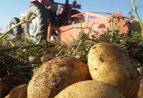 آسیب جدی به تولید ملی کشور با برداشت زودهنگام سیب‌زمینی