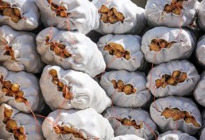 صادرات سیب‌زمینی مشمول پرداخت عوارض صادراتی شد
