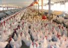 علت افزایش قیمت مرغ، تلفات موسمی است