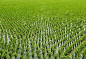 قیمت برنج پایین می‌آید/افزایش ۴ برابری سطح کشت برنج در استان‌های جنوبی