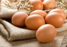 صادرات تخم مرغ به ١٠ هزارتن رسید