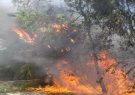 آتش‌سوزی در ۱۱ هزار هکتار از جنگل‌ها و مراتع کشور از ابتدای تابستان