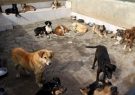 شهرداری شایعه سگ کشی در کهریزک را تکذیب کرد