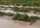تشریح آخرین وضعیت پرداخت خسارت به سیل‌زدگان بخش کشاورزی