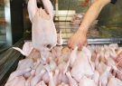 جوهر تعلیق قانون انتزاع خشک نشده واردات مرغ شروع شد
