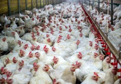 کاهش تورم تولیدکننده مرغداری‌های صنعتی