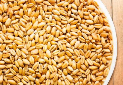 توسعه همکاری ایران با آلمان و اسپانیا برای انتقال دانش فنی تولید بذر