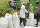 نحوه ترخیص برنج وارداتی تعیین شد