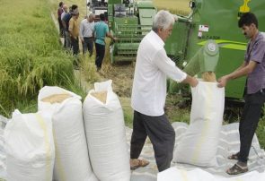 نحوه توزیع برنج‌ وارداتی فاقد ثبت سفارش اعلام شد