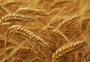 خرید ۷ میلیون و ۶۰۰ هزار تن گندم از کشاورزان