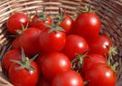طرح خرید حمایتی گوجه فرنگی ادامه دارد