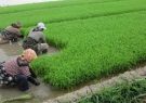 افزایش تولید برنج سفید
