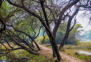 واگذاری پارک جنگلی حاشیه تهران