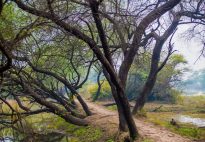 واگذاری پارک جنگلی حاشیه تهران