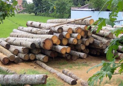 اجرای طرح زراعت چوب
