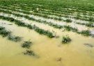 سیل در حوزه کشاورزی قشم ۴.۹ میلیارد ریال خسارت به بار آورده است