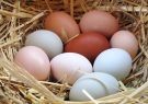 صادرات تخم‌ مرغ متوقف شد