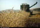 آغاز برداشت گندم در کشور / ملخ ها آسیبی به مزارع گندم نزدند