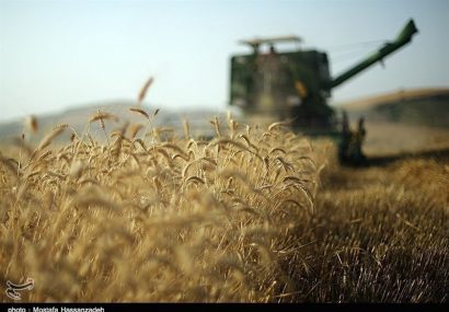 آغاز برداشت گندم در کشور / ملخ ها آسیبی به مزارع گندم نزدند