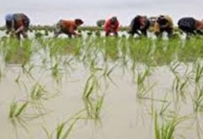 تولید برنج در سال گذشته از مرز ۲٫۹ میلیون تن گذشت