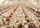 کاهش عوارض صادراتی مرغ