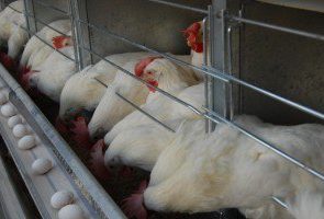 صادرات مرغ به افغانستان آزاد شد