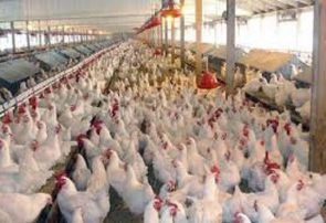 زیان صنعت مرغ گوشتی در یک ماه
