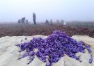 صادرات ۱۵ تن زعفران در دوماهه اول امسال