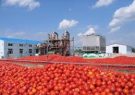 صادرات رب گوجه فرنگی تا اطلاع ثانوی آزاد است