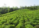پیش‌بینی افزایش تولید برگ سبز چای