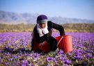صادرات زعفران از سر گرفته شد/افزایش ۸ درصدی قیمت‌ها