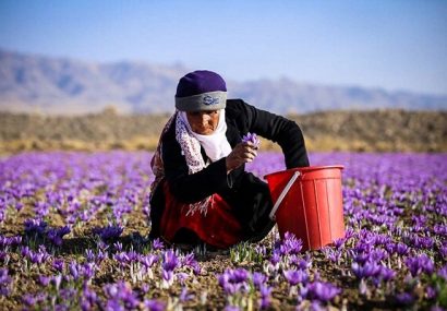 صادرات زعفران از سر گرفته شد/افزایش ۸ درصدی قیمت‌ها
