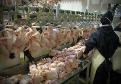 چالش تولیدکنندگان مرغ