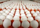 تعیین عوارض صادراتی تخم مرغ
