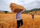 اگر قیمت گندم پایین باشد کشاورزان نمی‌کارند