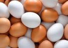 قیمت هر شانه تخم‌مرغ حداکثر ۳۱ هزار تومان تعیین شد