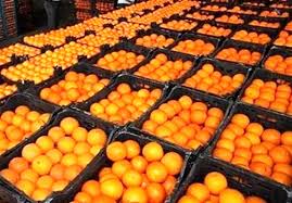 پرتقال جنوب کیلویی ۳۵ هزار تومان!