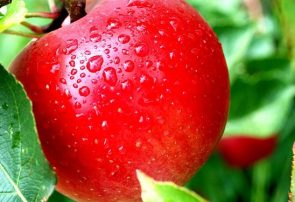 دلیل توقف صادرات سیب ایران