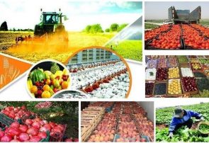 رشد منفی صادرات محصولات کشاورزی / هند مشتری اول پسته ایران شد